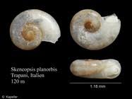 Attēlu rezultāti vaicājumam “Planorbis planorbis”