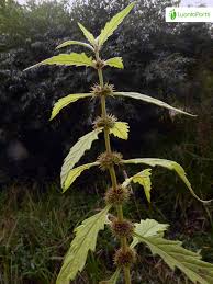 Attēlu rezultāti vaicājumam “Lycopus europaeus flower”