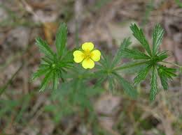 Image result for Potentilla tormentilla