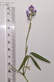 Attēlu rezultāti vaicājumam “Physarum viride var. aurantium stalked”