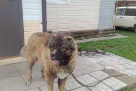 Image result for site:buyreklama.ru/*