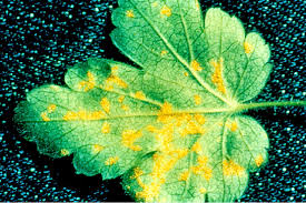 Attēlu rezultāti vaicājumam “Melampsoridium sp.”