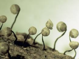 Attēlu rezultāti vaicājumam “Cribraria intricata”