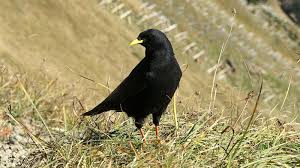 Image result for Pyrrhocorax pyrrhocorax