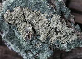 Attēlu rezultāti vaicājumam “Hypocenomyce scalaris”