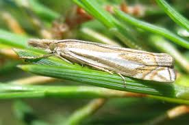 Attēlu rezultāti vaicājumam “Crambus pratella”