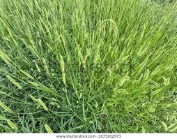 Attēlu rezultāti vaicājumam “Setaria viridis fruit”