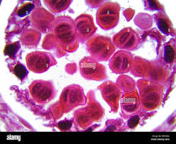 Attēlu rezultāti vaicājumam “Allium cepa bud”