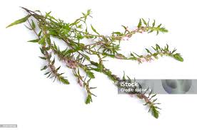 Attēlu rezultāti vaicājumam “Odontites vulgaris”