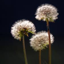 Attēlu rezultāti vaicājumam “Taraxacum officinale aggr.”