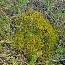 Attēlu rezultāti vaicājumam “Dicranum undulatum”