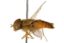 Attēlu rezultāti vaicājumam “Atylotus sp.”