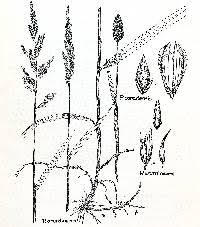 Attēlu rezultāti vaicājumam “Phalaroides arundinacea fruit”