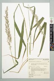 Attēlu rezultāti vaicājumam “Arrhenatherum elatius”