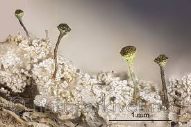 Attēlu rezultāti vaicājumam “Chaenotheca chlorella”