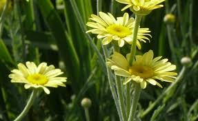 Image result for Anthemis tinctoria