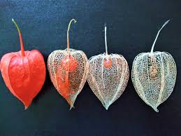 Attēlu rezultāti vaicājumam “Physalis alkekengi”