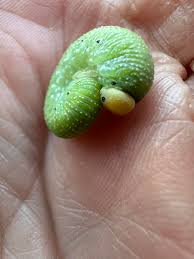 Attēlu rezultāti vaicājumam “Trichiosoma larva”