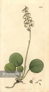 Attēlu rezultāti vaicājumam “Pyrola media”