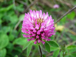 Attēlu rezultāti vaicājumam “Trifolium hybridum”