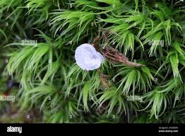 Attēlu rezultāti vaicājumam “Arrhenia retiruga”