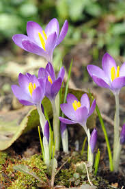 Attēlu rezultāti vaicājumam “Crocus tommasinianus”
