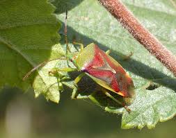 Attēlu rezultāti vaicājumam “Elasmostethus interstinctus”