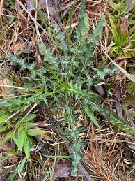Attēlu rezultāti vaicājumam “Cirsium x rigens leaf”