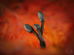 Attēlu rezultāti vaicājumam “Didymium clavus”