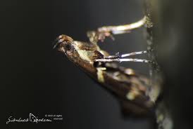 Attēlu rezultāti vaicājumam “Calybites phasianipennella”