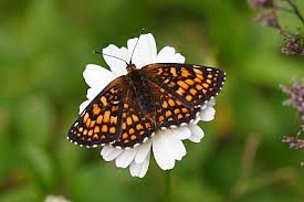 Attēlu rezultāti vaicājumam “Mellicta athalia”