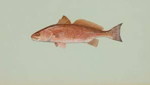 Image result for Sciaenops ocellatus