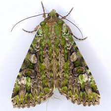 Attēlu rezultāti vaicājumam “Anaplectoides prasina”