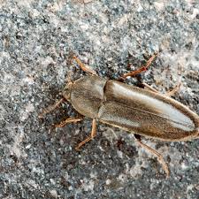 Attēlu rezultāti vaicājumam “Melandryidae”