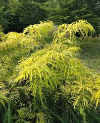 Attēlu rezultāti vaicājumam “Sambucus racemosa”