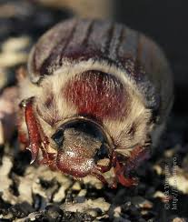 Attēlu rezultāti vaicājumam “Melolontha hippocastani imago”