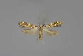 Attēlu rezultāti vaicājumam “Gracillaria syringella imago”