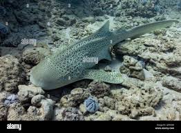 Image result for Poroderma pantherinum