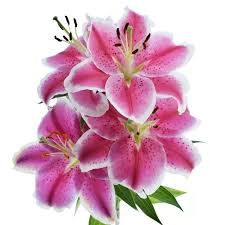 Image result for Lilie