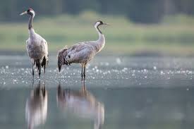 Attēlu rezultāti vaicājumam “Grus grus”