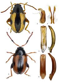 Attēlu rezultāti vaicājumam “Phyllotreta sp.”