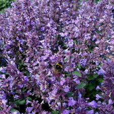 Image result for Katzenminze