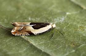 Attēlu rezultāti vaicājumam “Ancylis badiana”