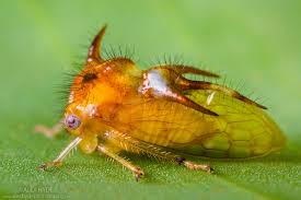 Attēlu rezultāti vaicājumam “Membracidae”