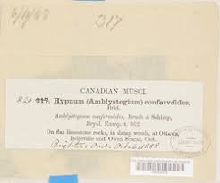 Attēlu rezultāti vaicājumam “Serpoleskea confervoides”