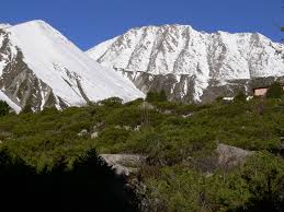 Attēlu rezultāti vaicājumam “Thecabius affinis imago”