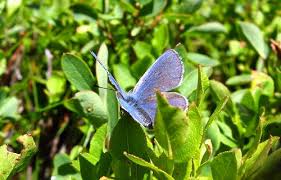 Attēlu rezultāti vaicājumam “Vacciniina optilete underside”