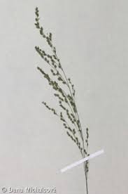 Attēlu rezultāti vaicājumam “Glyceria striata”