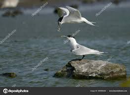 Attēlu rezultāti vaicājumam “Sterna sandvicensis”