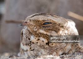 Attēlu rezultāti vaicājumam “Caprimulgus europaeus egg”